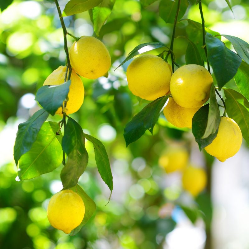 Zitronenbaum © MNStudio - stock.adobe.com